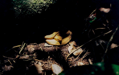 Bothrops insularis