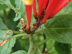 Scutellaria costaricana