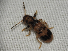 Pelonium maculicolle