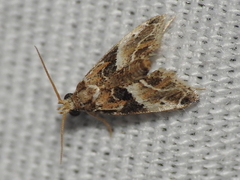 Neodavisia melusina