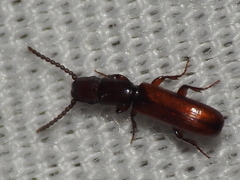 Taphroscelidia linearis