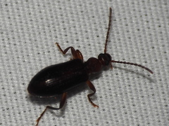 Statira hirsuta