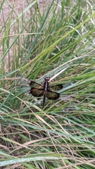 Libellula luctuosa