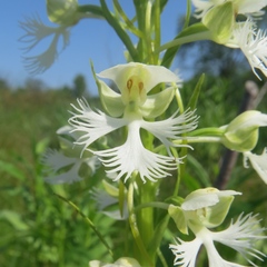 Platanthera leucophaea