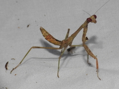 Stagmomantis resacae