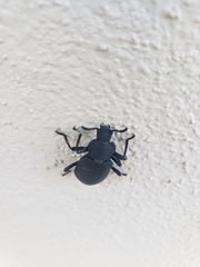 Iphthiminus serratus