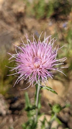 Image of Wheeler's thistle by (c) Darrin Gobble, some rights reserved (CC BY)