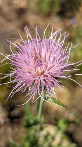 Image of Cirsium wheeleri by (c) Darrin Gobble, some rights reserved (CC BY)