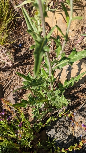 Image of Wheeler's thistle by (c) Darrin Gobble, some rights reserved (CC BY)