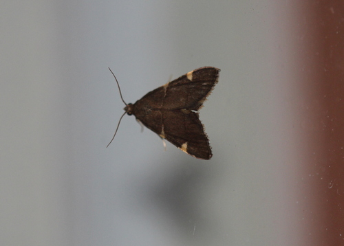 Spruce Needleworm Moth photo 5