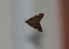 Hypsopygia thymetusalis