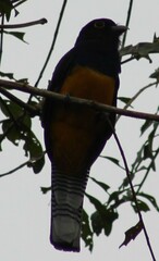 Trogon ramonianus