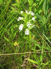 Platanthera leucophaea