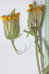Heterotheca villosa minor
