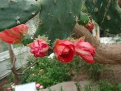 Opuntia elatior
