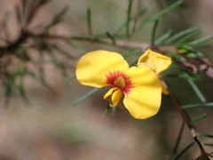 Dillwynia tenuifolia