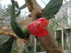 Opuntia elatior