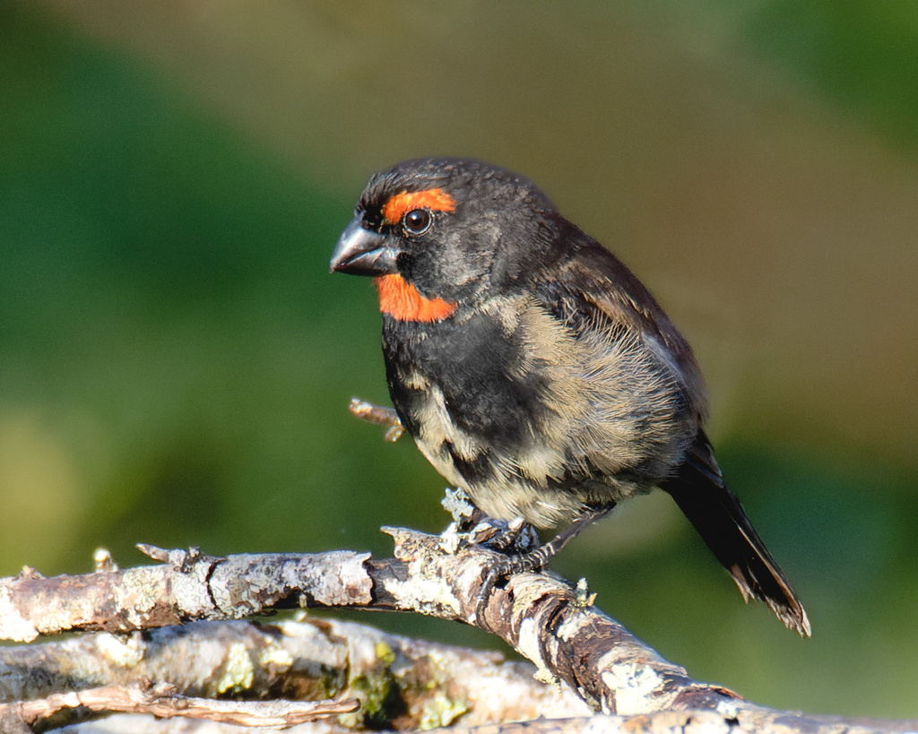 Greater Antillean Bullfinch from La Española, San Ignacio De Sabaneta ...