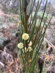 Acacia ptychoclada