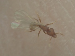 Strumigenys membranifera