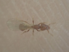 Strumigenys membranifera