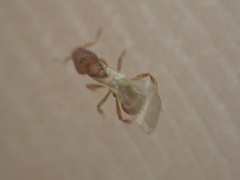 Strumigenys membranifera