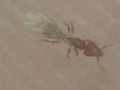 Strumigenys membranifera