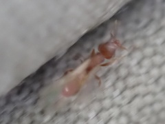 Strumigenys membranifera