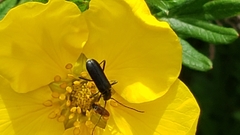 Grammoptera subargentata