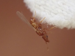 Strumigenys membranifera