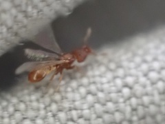 Strumigenys membranifera