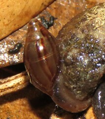 Oleacinidae