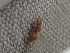 Strumigenys membranifera