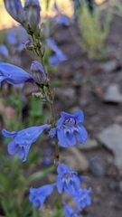 Penstemon leiophyllus