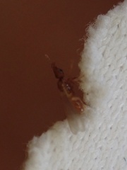 Strumigenys membranifera