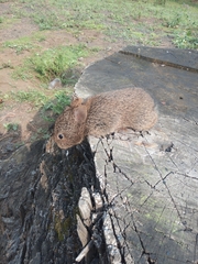 Romerolagus diazi