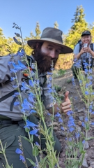 Penstemon leiophyllus