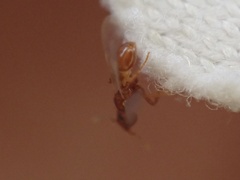 Strumigenys membranifera