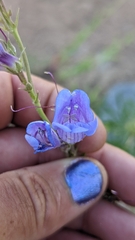 Penstemon leiophyllus