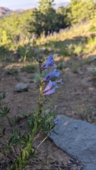 Penstemon leiophyllus