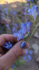 Penstemon leiophyllus