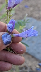 Penstemon leiophyllus
