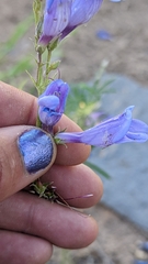Penstemon leiophyllus
