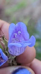 Penstemon leiophyllus