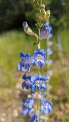 Penstemon leiophyllus