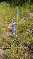 Penstemon leiophyllus
