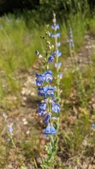 Penstemon leiophyllus