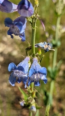 Penstemon leiophyllus