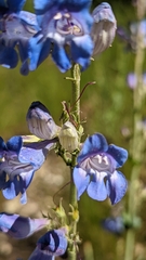 Penstemon leiophyllus