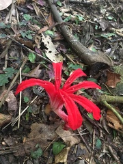 Etlingera megalocheilos